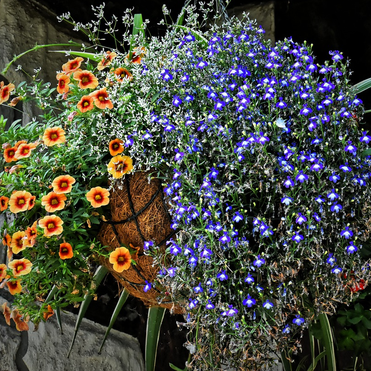 Hanging on sale basket seeds