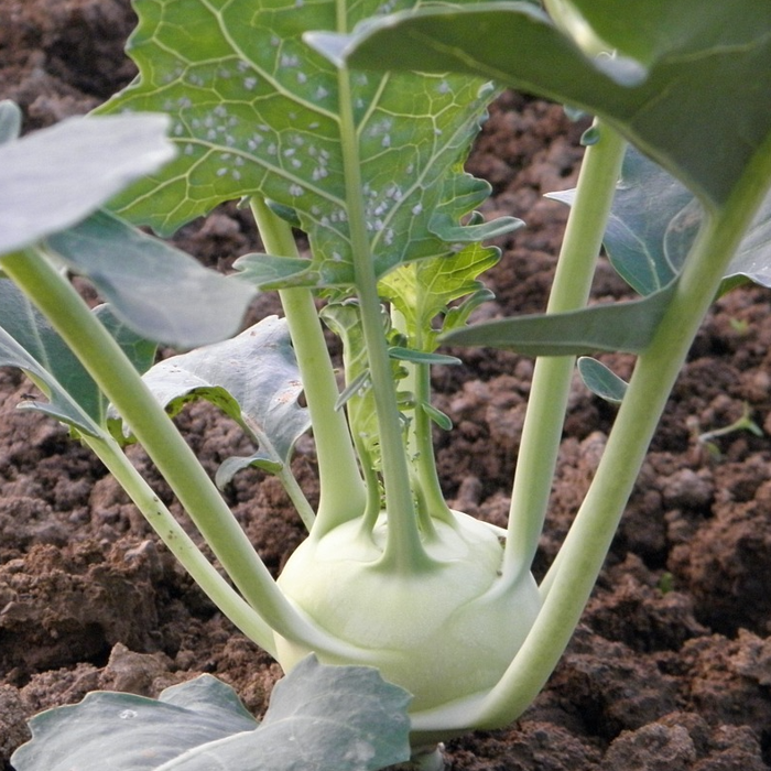 A white kohlrabi growing in the soil