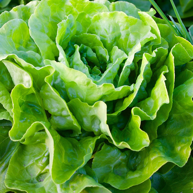 A close-up image of fresh green lettuce leaves.