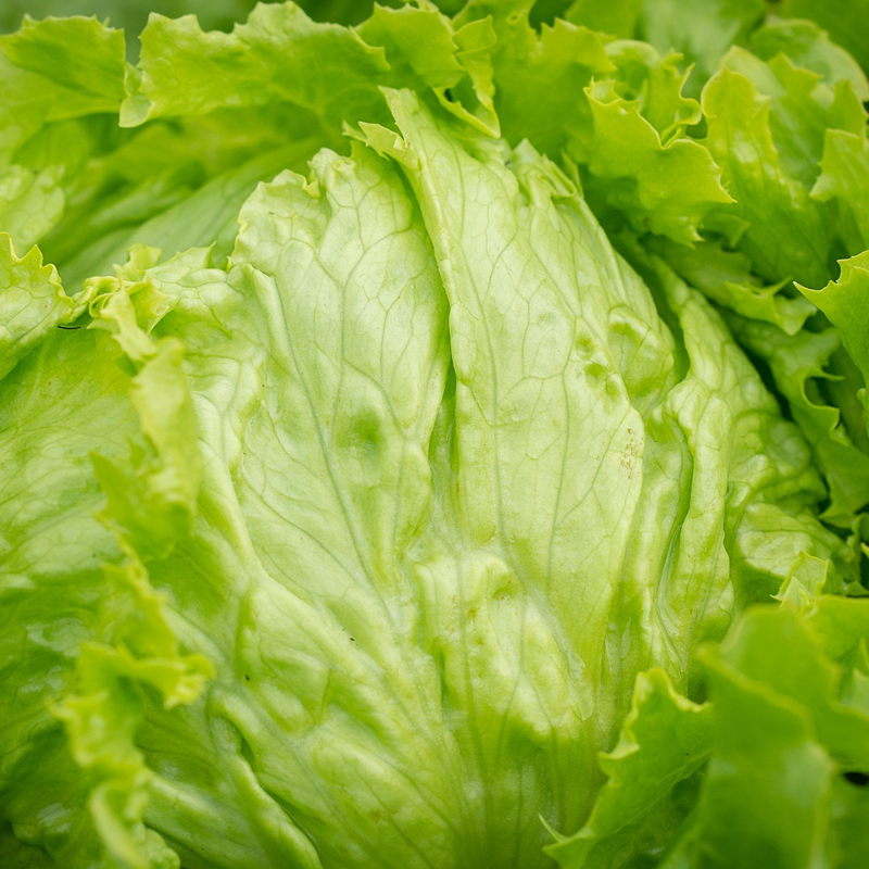 Close-up of a fresh Iceberg lettuce with green leaves.