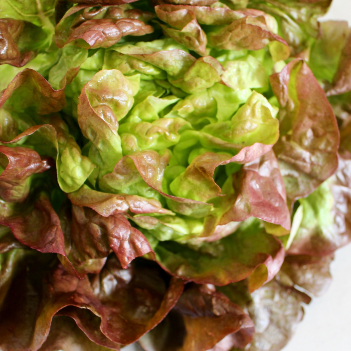 Close-up of fresh marvel of four seasons lettuce leaves with a green and red coloration on a white surface