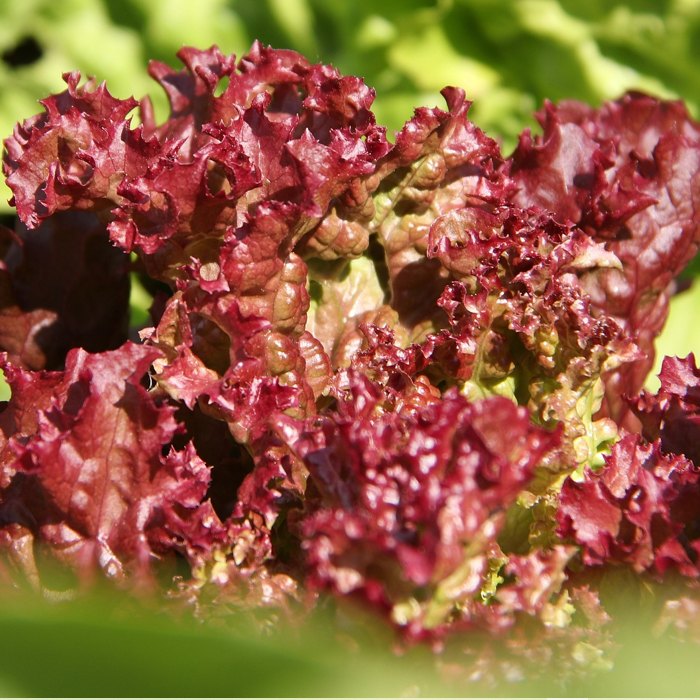 Red lettuce on sale