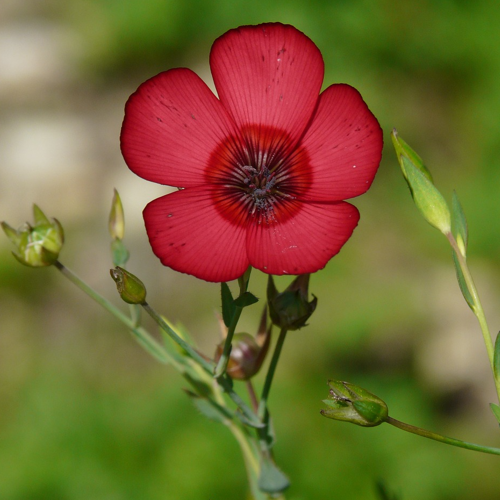 A close-up image of a red Linum flower, commonly known as Scarlet Flax, with green buds in the background.