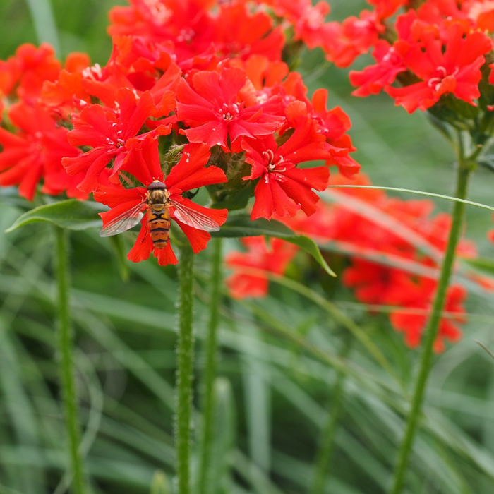 lychnis maltese cross flowers