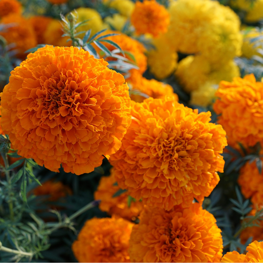 orange and yellow marigold flowers in a border with blurred background