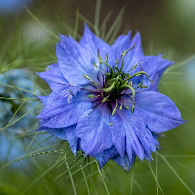 A close-up image of a blue Nigella flower, commonly known as 'Love in a Mist', with a blurred green background.