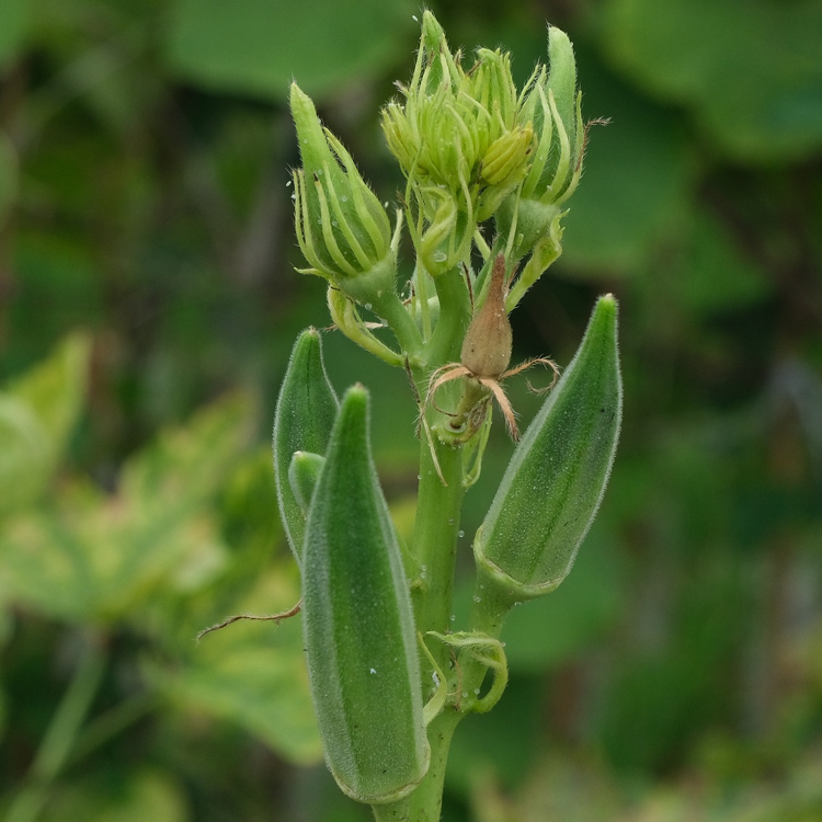 A close-up of Okra Clemson Spineless plant with mature green pods and developing flowers.