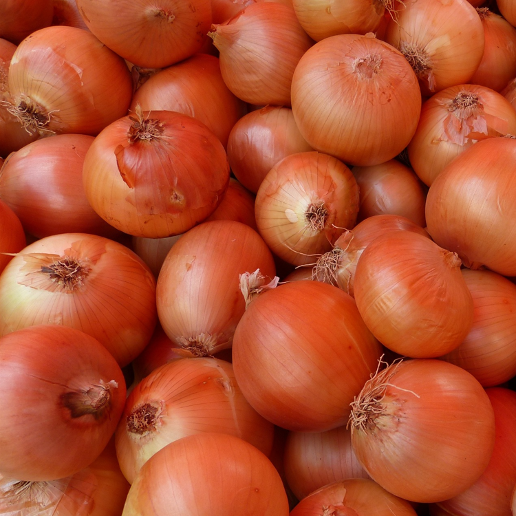 An image of several harvested brown-skinned Ailsa Craig onions