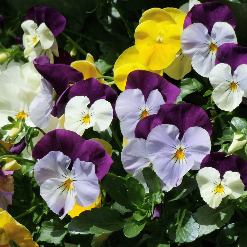 winter flowering pansies with bright yellow, deep purple, pale lilac and white petals in a garden setting
