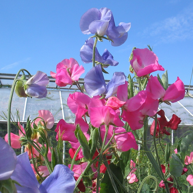 Sweet Pea Mammoth Mix
