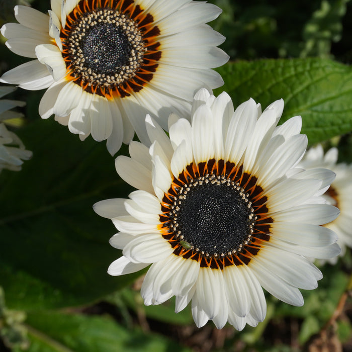 Close-up of two Venidium Zulu Prince flowers with creamy white petals and black centers, surrounded by green foliage.
