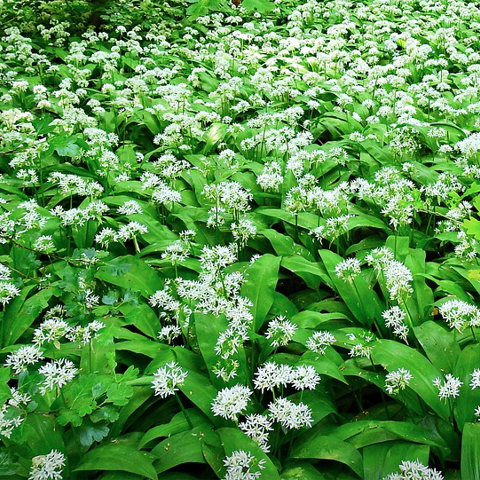 A field of wild garlic with broad green leaves and white flower blooms covering the ground.