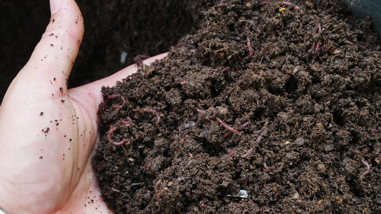 November 2023 - Soil Biome - What is it and why is it important?