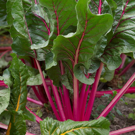 A Guide To Companion Planting