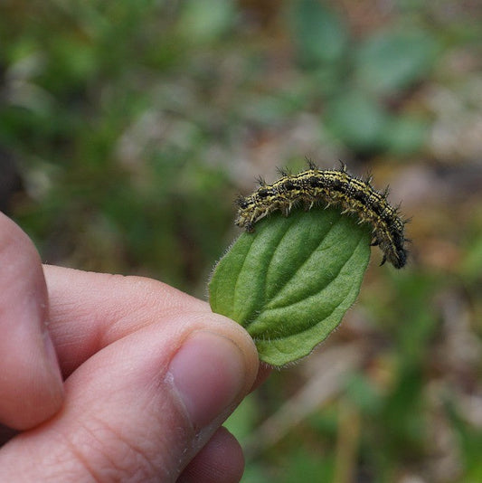 Know Your Pests