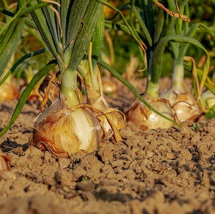 Crop Rotation