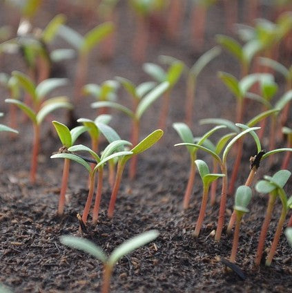 Follow The Link For a Homemade Water Bottle Propagator