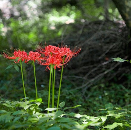 It's all about the shade!