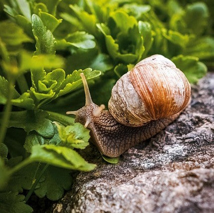 Keeping Slugs & Snails at Bay