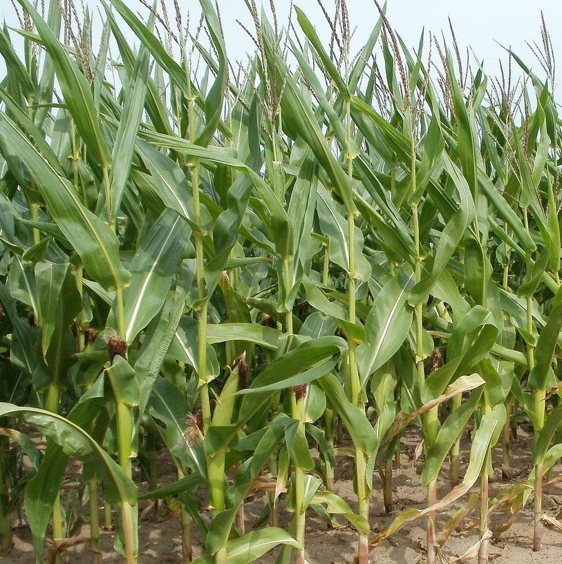 The Trials & Tribulations of Sweetcorn!