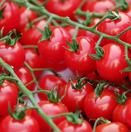 Tomatoes For Beginners