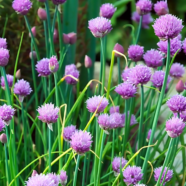 Herbs