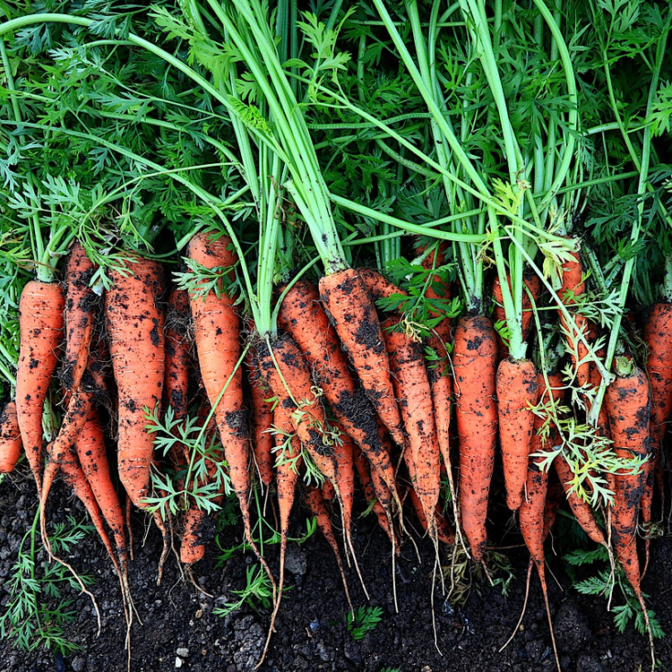 Organic