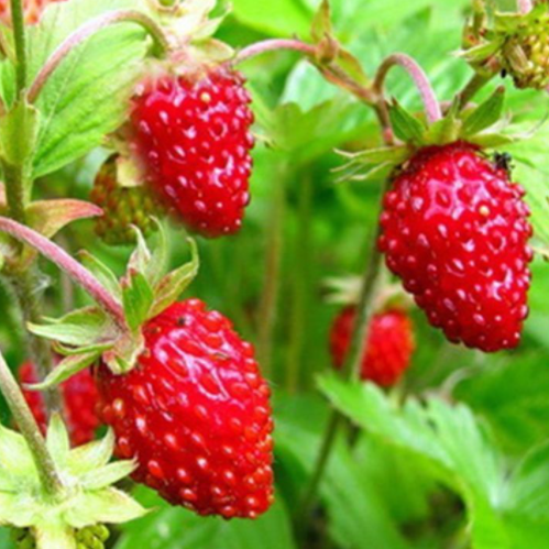 Fruit