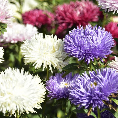 A garden bed with a variety of Aster China Peony Mix flowers, featuring large, chrysanthemum-like blooms in strong colors such as purple, white, and red.