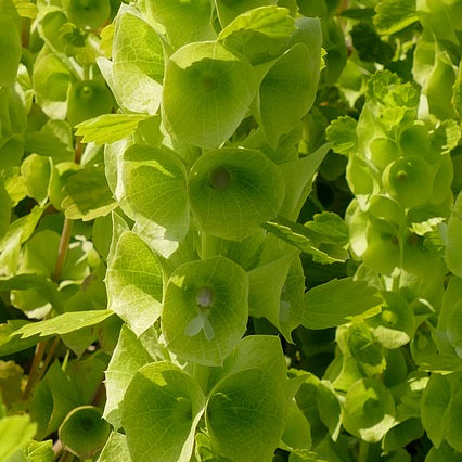 A close-up of Bells of Ireland plants with light green bell-shaped flowers.