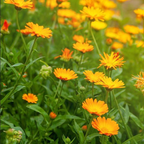 multiple calendula orange king flowers with green leaves