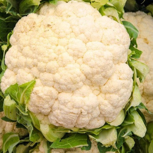 Cauliflower Snowball