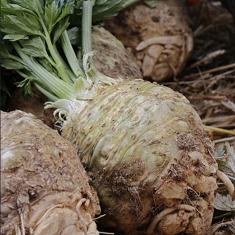 A photograph showing a bunch of celeriac roots with green tops, partially cleaned and displayed alongside other similar roots.