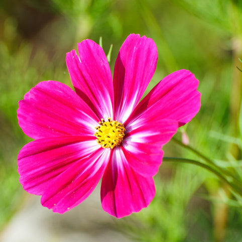 Deep pink and yellow cosmos flower on a blurred background