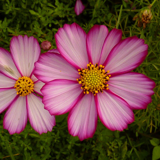 Close-up image of two Cosmos Picotee flowers with white petals edged with a deep pink/red border and a yellow center.
