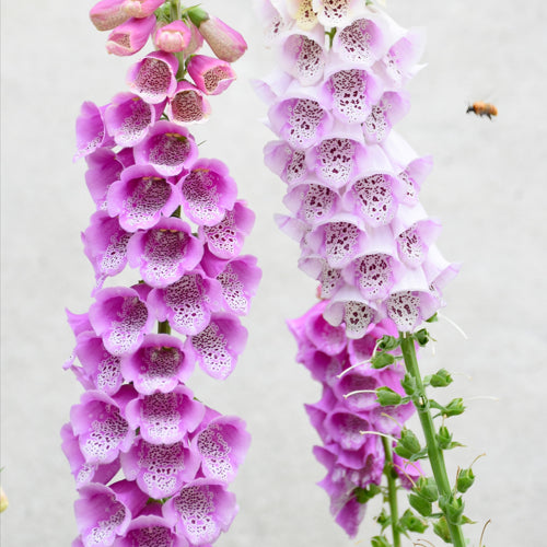 foxglove flowers