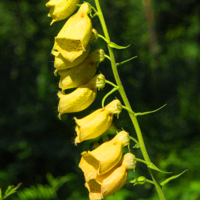 Close-up image of yellow foxglove primrose flowers with a blurred green background.