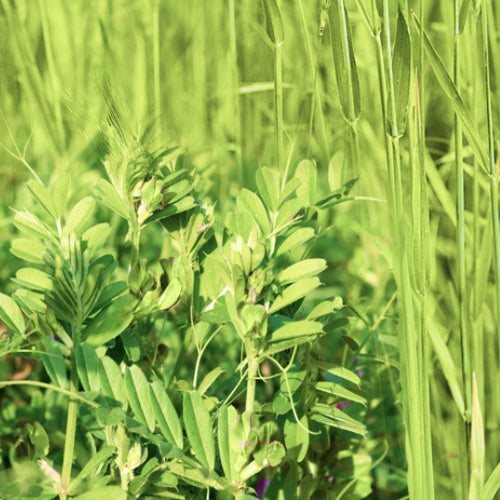 Green Manure Overwinter Mix