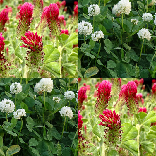 A collage of images showing red and white clover in various growth stages, from seedlings to fully grown plants, with a focus on their leaves and flowers.