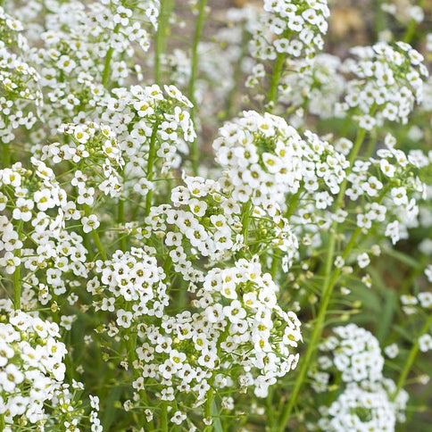 A profusion of small white gypsophil covent garden flowers