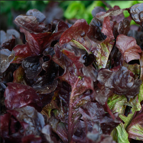 Close-up of dark red and green leafy Apache lettuce