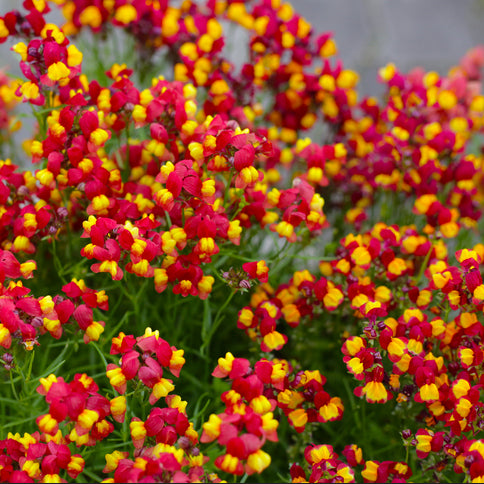 A profusion of crimson and golden yellow Linaria Spanish Dancer flowers