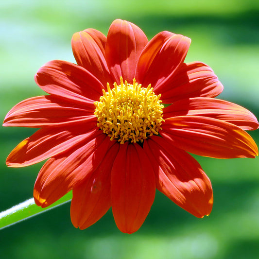 Close-up image of a red Mexican Sunflower Tithonia Torch flower with a yellow center.