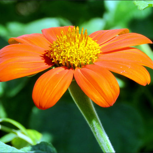 Close-up image of a Mexican Sunflower Tithonia Goldfinger flower with a vibrant orange petal and a yellow center.
