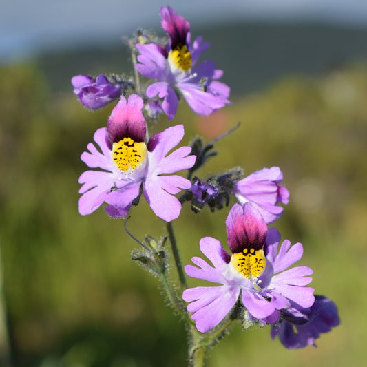 A photo showing purple and yellow angel wing schizanthus flowers with a blurred background.