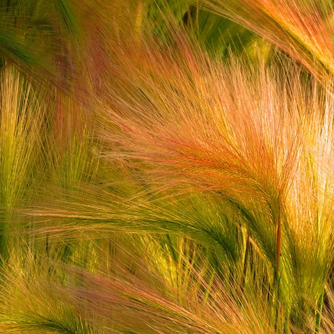 Squirrel Tail Grass