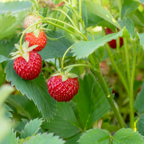 Red strawberries growing on a plant with green leaves
