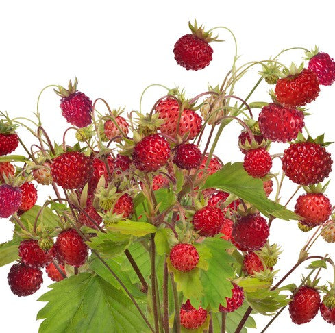 Bunch of red strawberries with green leaves on a white background