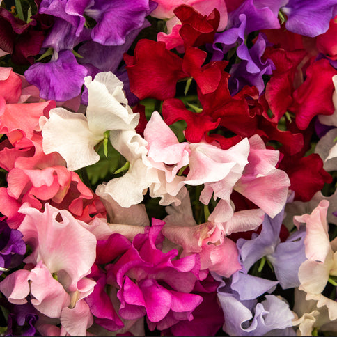 sweet pea spencer flowers