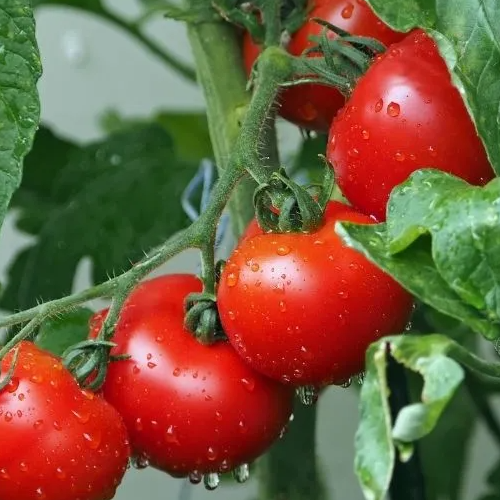 Four alicante tomatoes on the vine